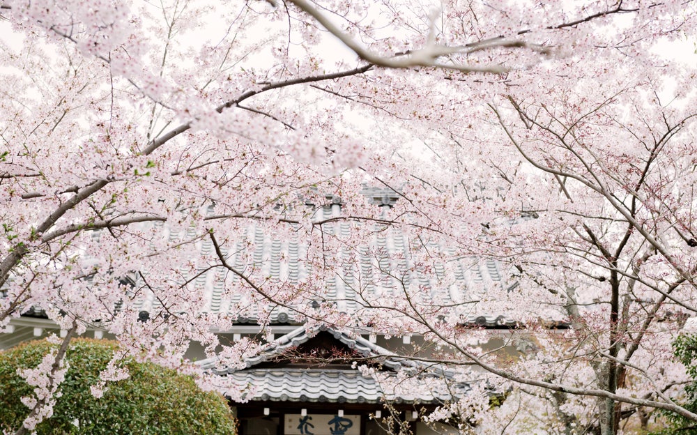 Kyoto - Temple of Cherry Blossoms 2